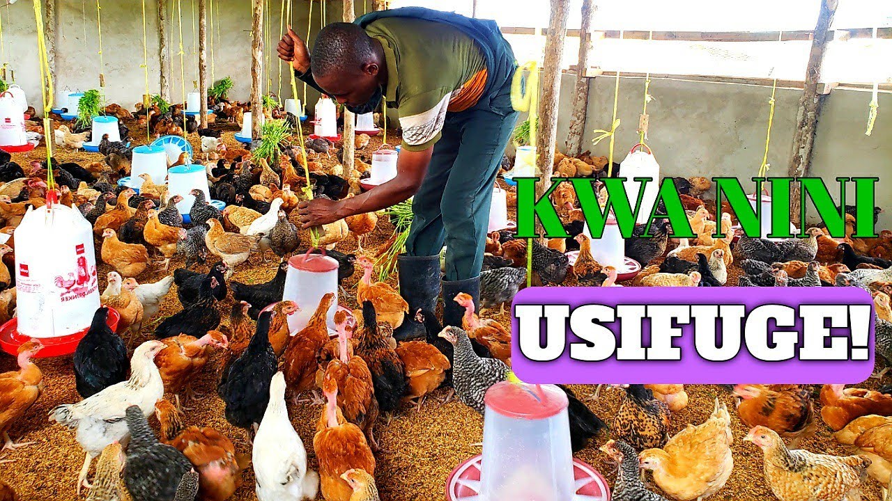 A FARM. UFUGAJI KUKU SIYO MGUMU UKIYAJUA HAYA.