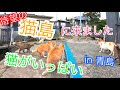 猫に囲まれ幸せ🐈猫島に行きました / 青島 / 愛媛県 / Travel Japan Ehime / Cat Island