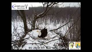 Trio Eagle Nest - 1/28/19 - morning mating