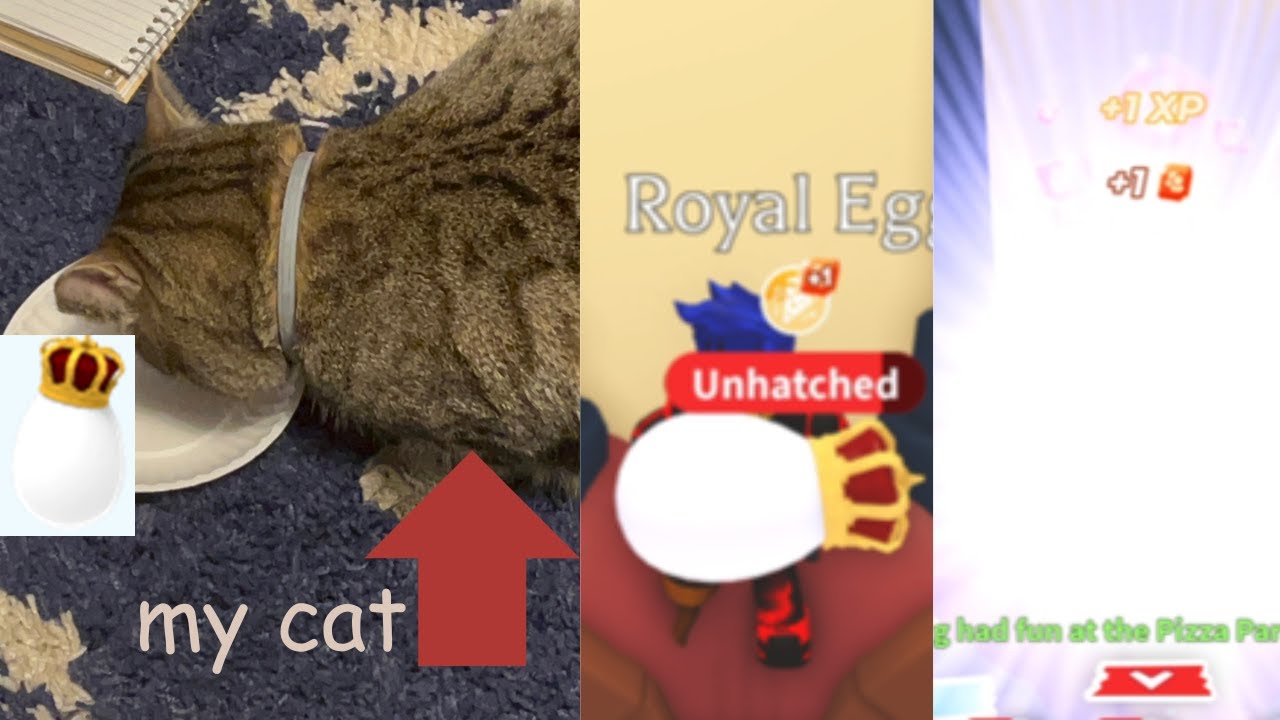 My Cat Picked which Egg I hatched in Adopt me! - YouTube