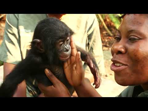 Video: Bonobo-abe er den smarteste abe i verden