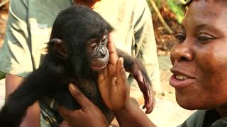 В Конго вернут бонобо в дикую природу