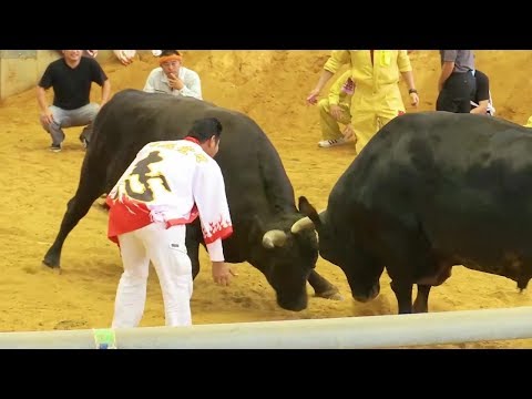 Vídeo: Luta Árabe Com Touro - Matador Network