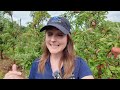 Apple picking 'spotty' after late-spring freeze