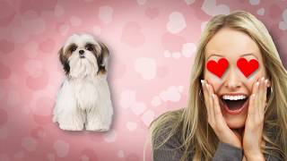 Cachorro SHIH TZU  -  Você Deve saber antes de Comprar