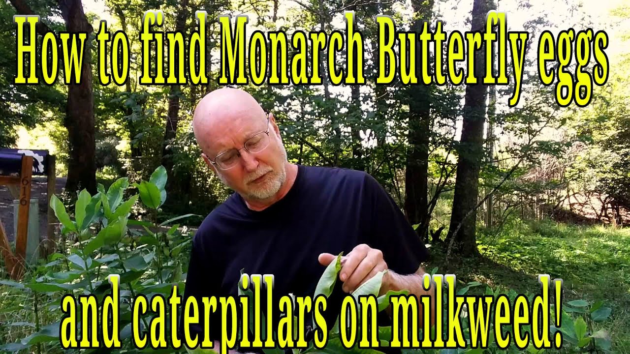 Как найти яйца и гусениц бабочки-монарха на Milkweed! Всё, что вам нужно знать!