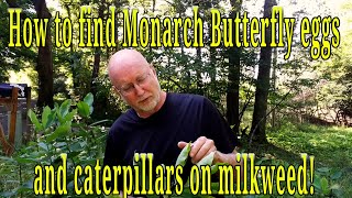 How to find Monarch Butterfly eggs and caterpillars on Milkweed! Everything you need to know!