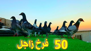 كشينا 50فرخ زاجل وكنا رح نصيد طير ولكن