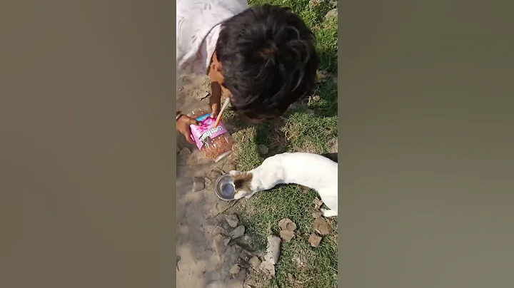 Video 8367661: american shorthair cat kitten, bengal cat american, bengal cat meow kitten, bengal kitten talking, american curl cat, toys fluffy cat shorthair, shorthair cat family, low american curl, cats catlover