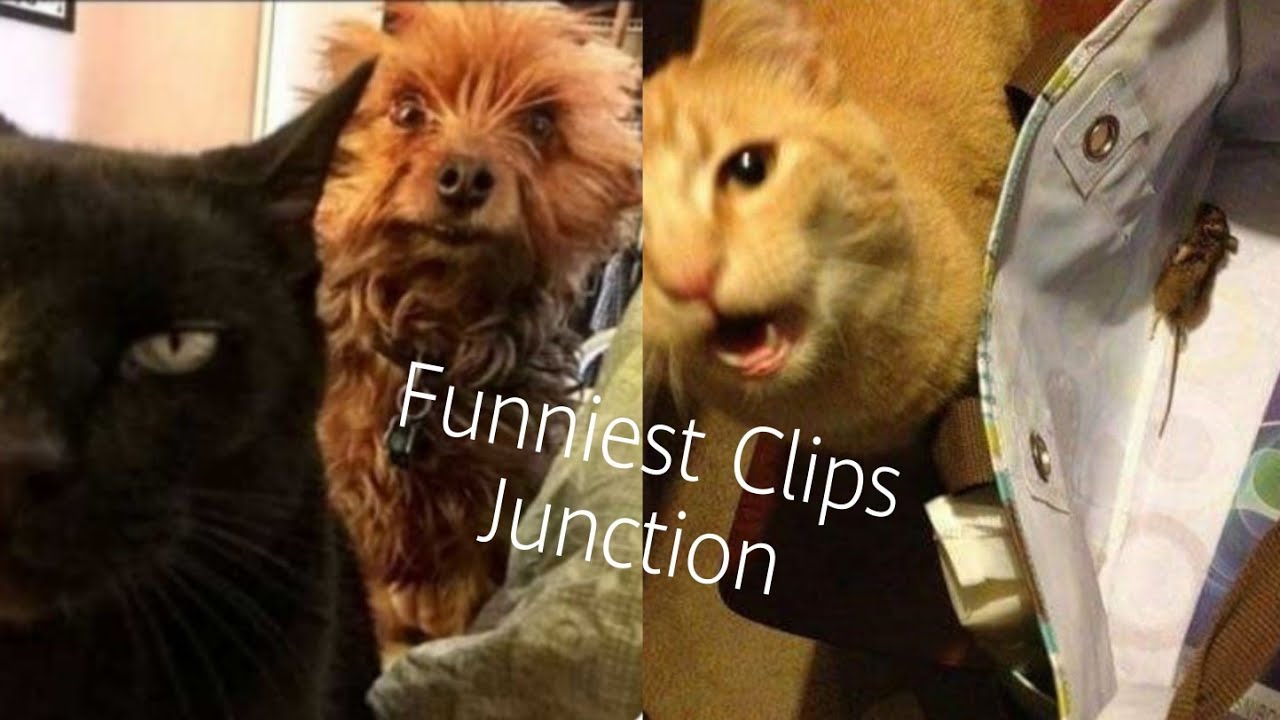 Wow Funny Pets - Try Not To Laugh 20-21Challenge - The World Funniest