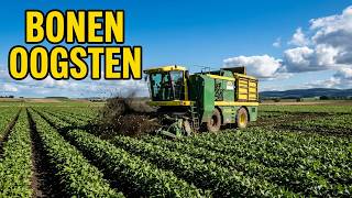 Bonen oogsten met Ploeger machine Laarakker Groenteverwerking / boom agriservices #oostgroningen 4K screenshot 4