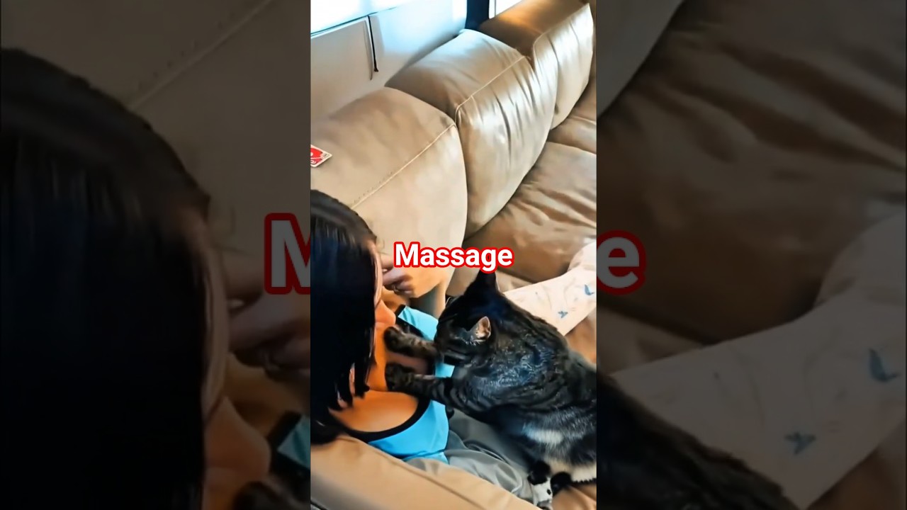 Why do cats loves to massage?🐾😺 