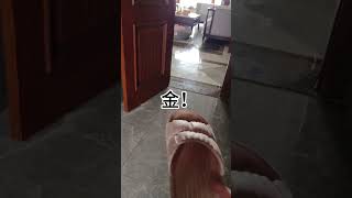 养狗千日,用狗一时! #狗狗这眼神戏也太到位了 #萌宠出道计划 #万物可爱计划 #我家毛孩子 #狗狗的心思都写在脸上了