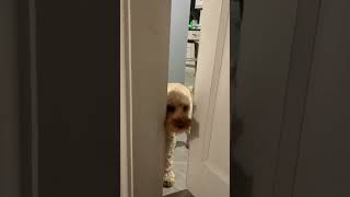 The Great Escape #shorts #cavapoo #dog #cute