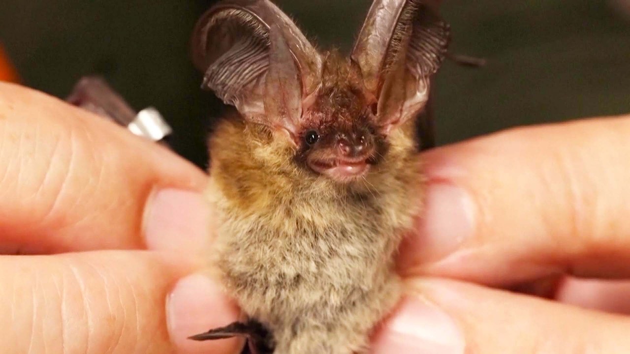 These Crusaders Are Helping Bats