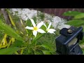 Plumaria Blooms