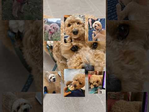 DOG EDIT!!!!! #dog #shorts #youtubeshorts by Dogs are us:)