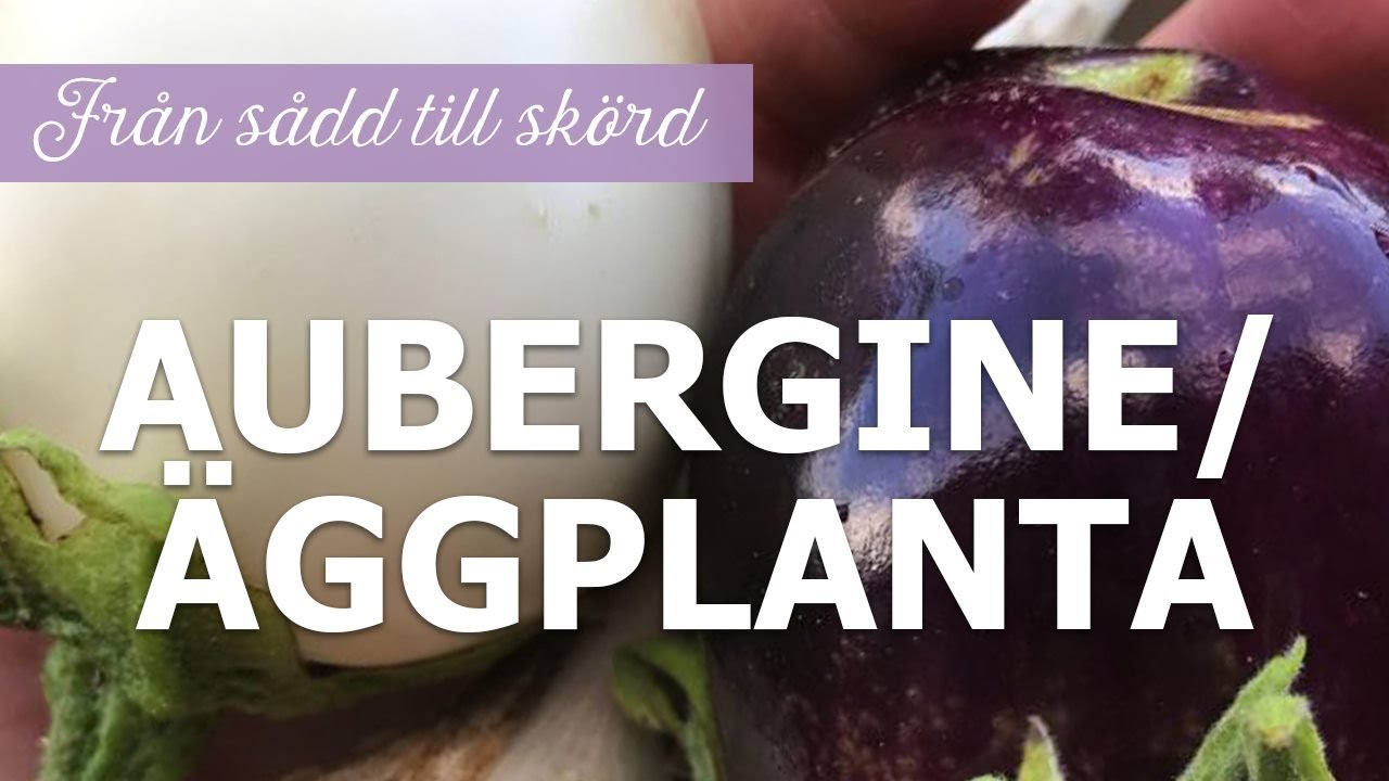 Aubergine från sådd till skörd - Del 1: Sådd