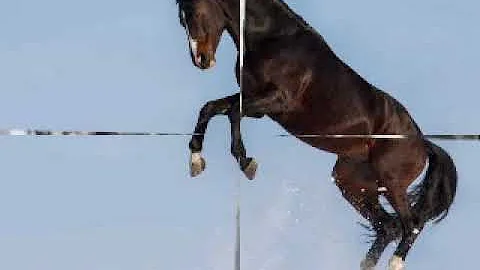 "RACEHORSE" Birdie Davis