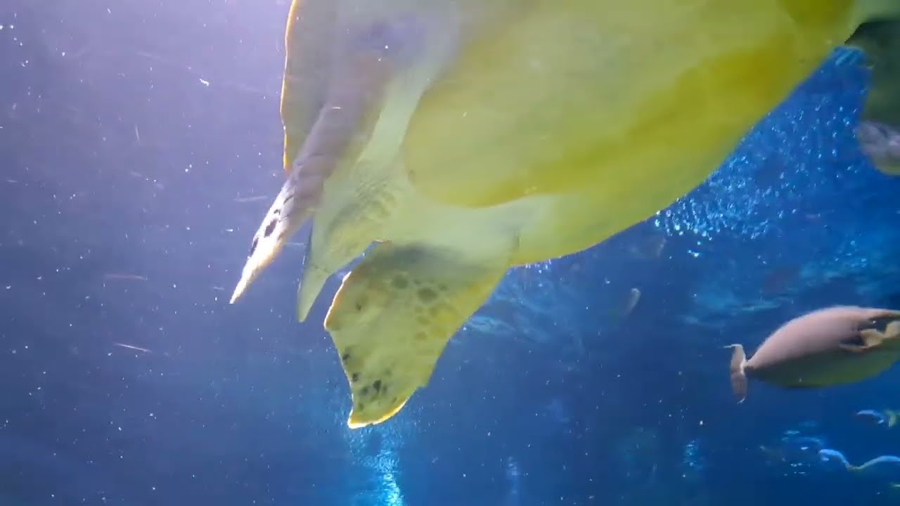 Beautiful Sea world. Enjoy and relax watching the amazing sea creatures. Malaysia