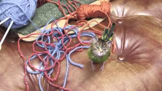 Naughty Budgiecat - Freeview Cat And Budgie