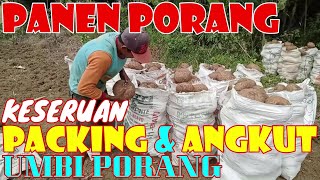 Panen Porang: Keseruan Proses Angkut Dan Packing Umbi Porang II Part 2