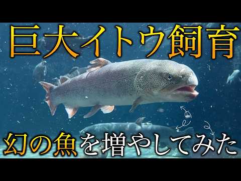 幻の魚イトウを池に4匹に増やしたら…夢の巨大魚が我が家を支配し始めた