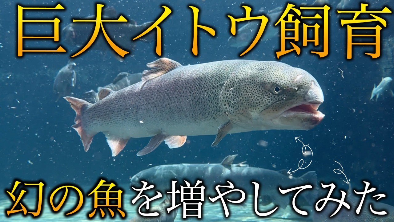 幻の魚 大型 94cm イトウ 剥製 標本 幻の魚イトウを池に4匹に増やしたら…夢の巨大魚が我が家を支配し始めた