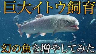 ヤバい…イトウが4匹になった瞬間、池が完全にイトウの領域に！ - YouTube