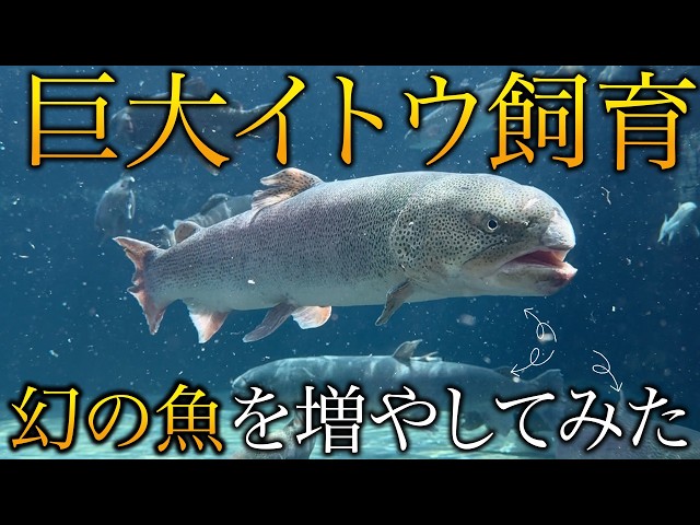 ヤバい…イトウが4匹になった瞬間、池が完全にイトウの領域に！ - YouTube