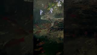 Immerse yourself in the heat, sounds and smells of our tropical swamp forest!