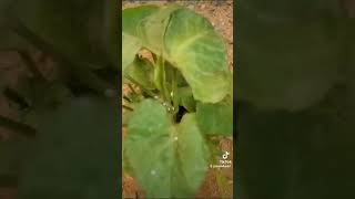 #الزراعة_في_المنزل #زراعة_النباتات #plants #explore #short #shorts #shortvideo #shortsfeed #البق