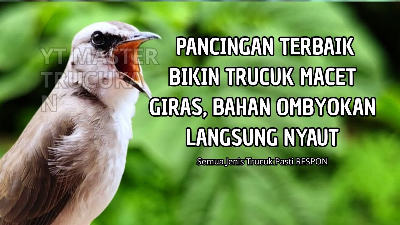 Trucukan GACOR ngalas ROPEL PANJANG suara alam AMPUH buat pancingan jadikan trucuk Gacor GARUDA
