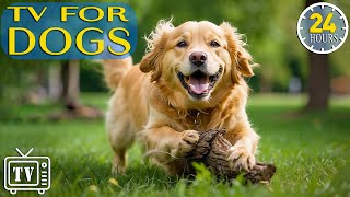24 Hours of Dog Music: Best Fun and Entertaining TV for Dogs + Anti Anxiety with Music for Dogs! NEW