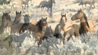 Film Kris Canada Horses