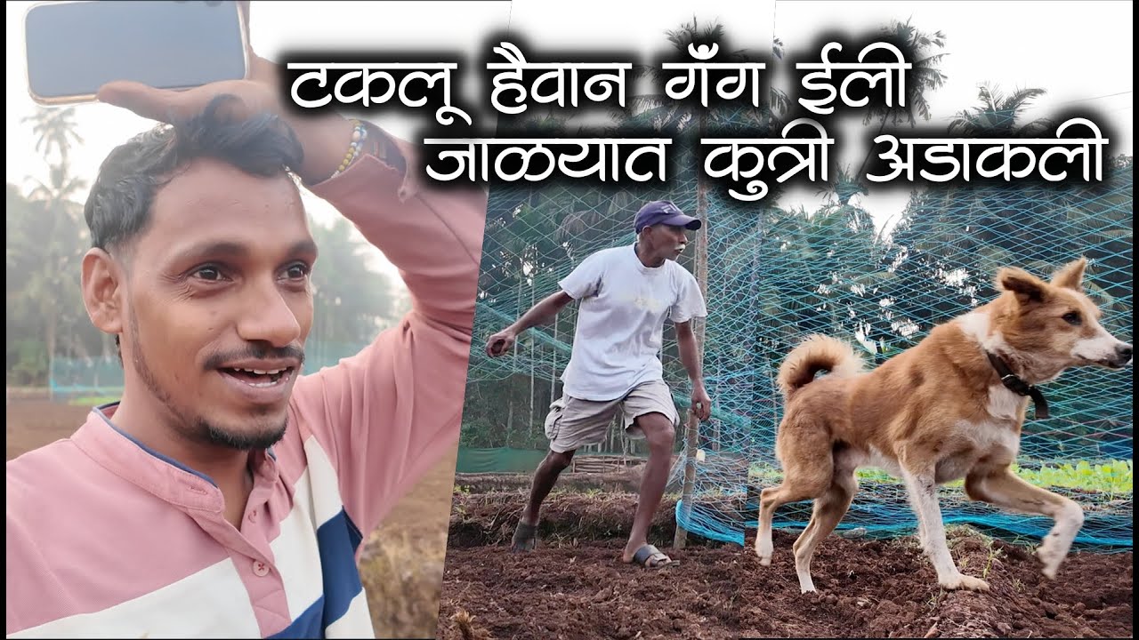 टकलू हैवान गॅंग ईली नी जाळ्यात कुत्री अडाकली😂😂| कोकणातील कुळीथ शेती आणि गजाली #कोकण #शेतकरी #kokan