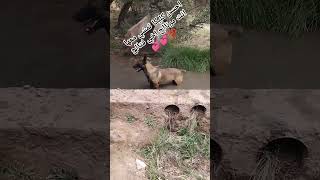 don/fedalle/peuli/brono.      CB4 lklika