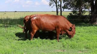 LOT 36 | Female animals | Vroulike diere
