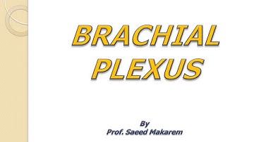 BRACHIAL PLEXUS ANATOMY By Prof  Saeed Makarem  SlidePlayer   ppt video