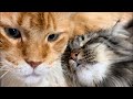どうでも良い時しか流れてこない切り抜き動画。。。