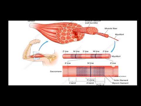 Biology Part II CH #16 || Skeletal Muscle || - YouTube