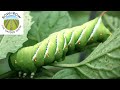 A SIMPLE AND ORGANIC SCHEDULE TO CONTROL GARDEN PESTS!
