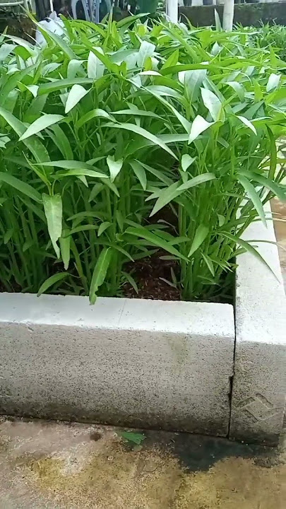 KEBUN SAYURAN TERTATA RAPI DI PEKARANGAN RUMAH #shorts