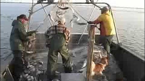 MULLET FISHING WITH GILLNET2007 part3