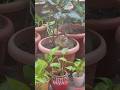 #cat #cute #kitten #funny #garden