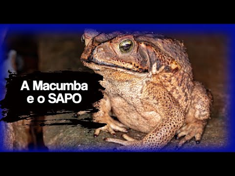 A MACUMBA e o SAPO - YouTube