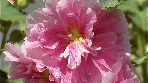 سورة عبس كاملة بصوت القارء الشيخ احمد تميم المراغي .Holy Quran Surat Abs complete