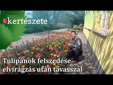 Videó: A tulipánt virágzás után fel kell emelni?