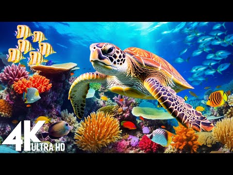 Ocean 4K - Sea Animals for Relaxation, Beautiful Coral Reef Fish in Aquarium - 4K Video Ultra HD #66