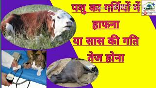 पशुओं का गर्मियों में हाफना या सास की गति तेज होना animals speedly respiration in summer